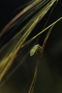 Kaboompics - Long Green Garden Grass with Moody Dark Background