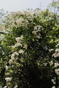 Kaboompics - Layered Greenery at Real Jardin Botanico