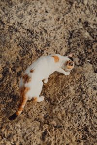 Kaboompics - White and Orange Cat Resting on a Rocky Shore