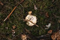 Kaboompics - White Mushroom Cap Resting on Mossy Forest Floor