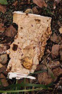 Kaboompics - Pale Birch Bark Surrounded by Forest Leaf Litter