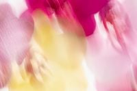 Kaboompics - Dynamic Orchid Motion Blur Pink Yellow Background