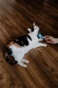 Kaboompics - Cute tricolor cat