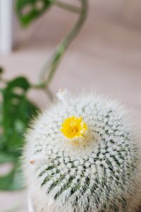 Kaboompics - Small Indoor Cactus With Green Spiny Texture