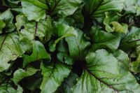 Kaboompics - Broad Beet Greens Filling the Frame in a Vegetable Garden