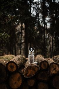 Kaboompics - A small white dog is sitting on a pile of felled wood in the forest