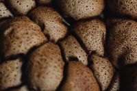 Kaboompics - Natural Pattern of Earth-Toned Puffball Mushrooms