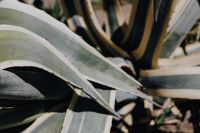 Kaboompics - Broad Agave Leaves with Layered Curves, Botanical Background