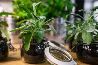 Kaboompics - Close-Up Sage Herb in Glass Jar with Open Lid and Kitchen Background