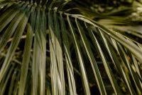 Kaboompics - Palm Fronds Extending Across Botanical Garden Greenery