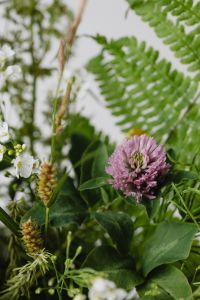 Kaboompics - Pink Clover and Wildflower Details with Fern Leaves