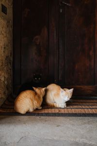 Kaboompics - Cats Resting Together on a Striped Doormat by a Dark Wooden Door