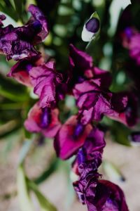 Kaboompics - Vertical Close Up of Purple Iris Flowers in Bloom