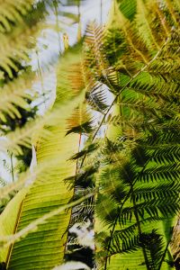 Kaboompics - Vertical Fern Leaves in a Shaded Conservatory