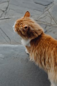 Kaboompics - Close-Up of Ginger Cat Fur on a Stone Surface