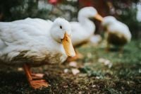 Kaboompics - White ducks on the grass