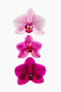Kaboompics - Vertical Orchid Sequence With Alternating Pink Flowers