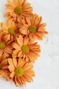 Kaboompics - Orange Chrysanthemum Cluster on Marble with Copy Space