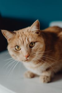 Kaboompics - Close-Up Portrait of an Alert Ginger Cat with Amber Eyes