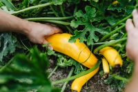 Kaboompics - Fresh Yellow Squash Harvest Held Among Lush Garden Foliage
