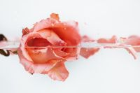 Kaboompics - Close-Up Pink Rose at the Waterline with Coral Reflections