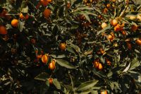 Kaboompics - Orange Kumquat Tree Branch with Dark Green Foliage