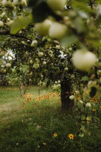 Kaboompics - Apple Orchard with Flowers and Grass
