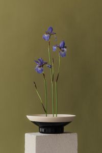 Editorial Floral Still Life With Bold Colors And Clean Backgrounds