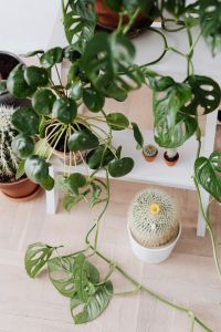Kaboompics - Green Indoor Plants With Monstera Cactus and Pilea