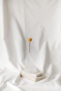 Kaboompics - Pantone 2026 Cloud Dancer Still Life with White Flower and Dried Bud