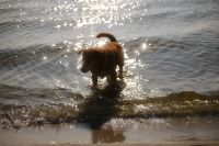Kaboompics - Dog Walking in Shallow Waves on Sandy Beach