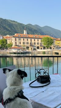 Kaboompics - Small Dog And Camera Overlooking An Italian Lakeside Town
