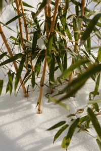 Kaboompics - Bamboo Leaves and Snow in Winter Light