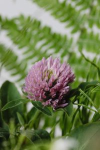 Kaboompics - Close-Up Pink Clover Blossom with Green Botanical Background