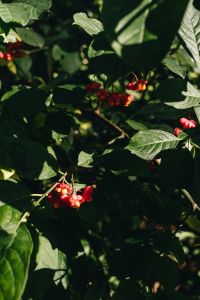 Kaboompics - Red Berries in a Shadowy Green Forest