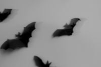 Kaboompics - Scattered Blurred Bats for a Halloween Background