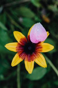 Kaboompics - Rain-Dropped Yellow Flower With a Pink Petal