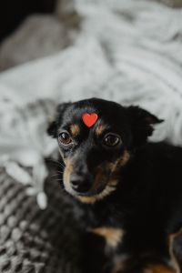 Kaboompics - A dog with heart on head
