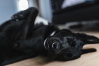 Kaboompics - Black Dog Resting Its Head on the Floor and Looking at Camera
