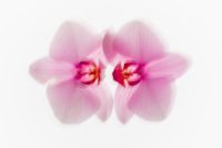 Kaboompics - Two Pink Orchids Minimal Soft Background
