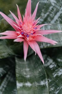 Kaboompics - Flowering pot plant Aechmea