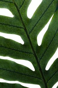 Kaboompics - Leaf Close Up Veins Backlit Texture Detail