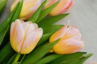 Kaboompics - Soft Blush Tulip Blooms with Green Leaves for Close-Up Spring Floral Design