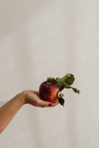 Kaboompics - Hands Holding a Linen Cloth Full of Mixed Apples, Fresh Harvest Lifestyle