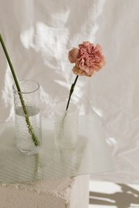 Kaboompics - Minimal Bloom Composition against a Light Textile Background