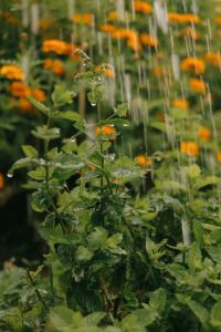 Kaboompics - Rain Over Mint And Marigolds