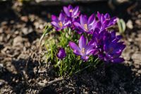 Kaboompics - Purple crocuses blooming in spring