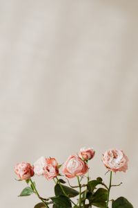 Kaboompics - Pink Rose Bouquet Along Bottom Edge with Copy Space