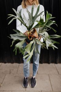 Kaboompics - Woman holding a Platycerium