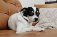 Kaboompics - Black and White Dog Lying on a Leather Couch with a Large Knit Pillow